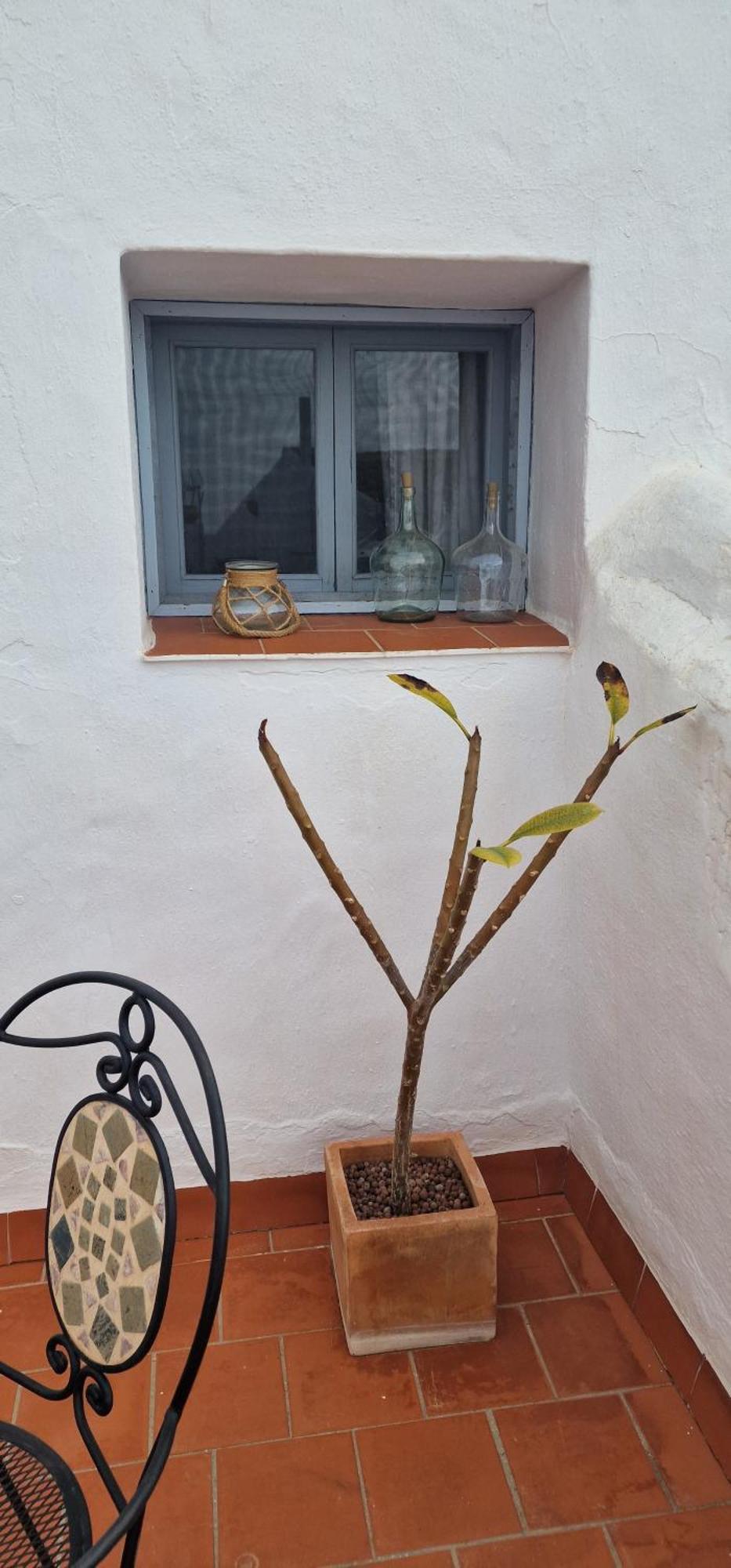 La Casa De Abuela Habitaciones Con Bano Compartido En El Casco Historico De Frigiliana "Solo Adultos" Eksteriør bilde